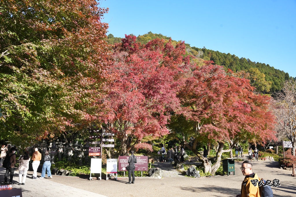 Katsuoji Temple,勝尾寺,勝尾寺怎麼去,勝尾寺門票,大阪交通,大阪自由行,大阪賞楓,季節限定,寺廟巡禮,打卡熱點,拍照景點,旅遊攻略.,日本紅葉,楓葉季,淨化之橋,箕面萱野,絕美楓葉,網美景點,達摩不倒翁,達摩牆,關西賞楓