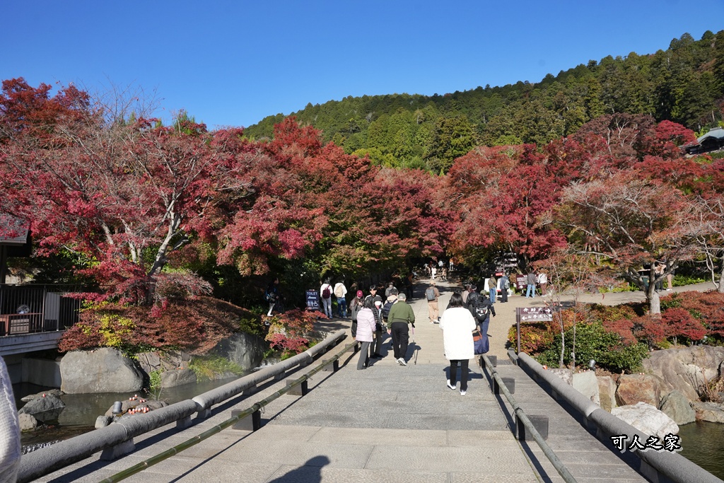 Katsuoji Temple,勝尾寺,勝尾寺怎麼去,勝尾寺門票,大阪交通,大阪自由行,大阪賞楓,季節限定,寺廟巡禮,打卡熱點,拍照景點,旅遊攻略.,日本紅葉,楓葉季,淨化之橋,箕面萱野,絕美楓葉,網美景點,達摩不倒翁,達摩牆,關西賞楓