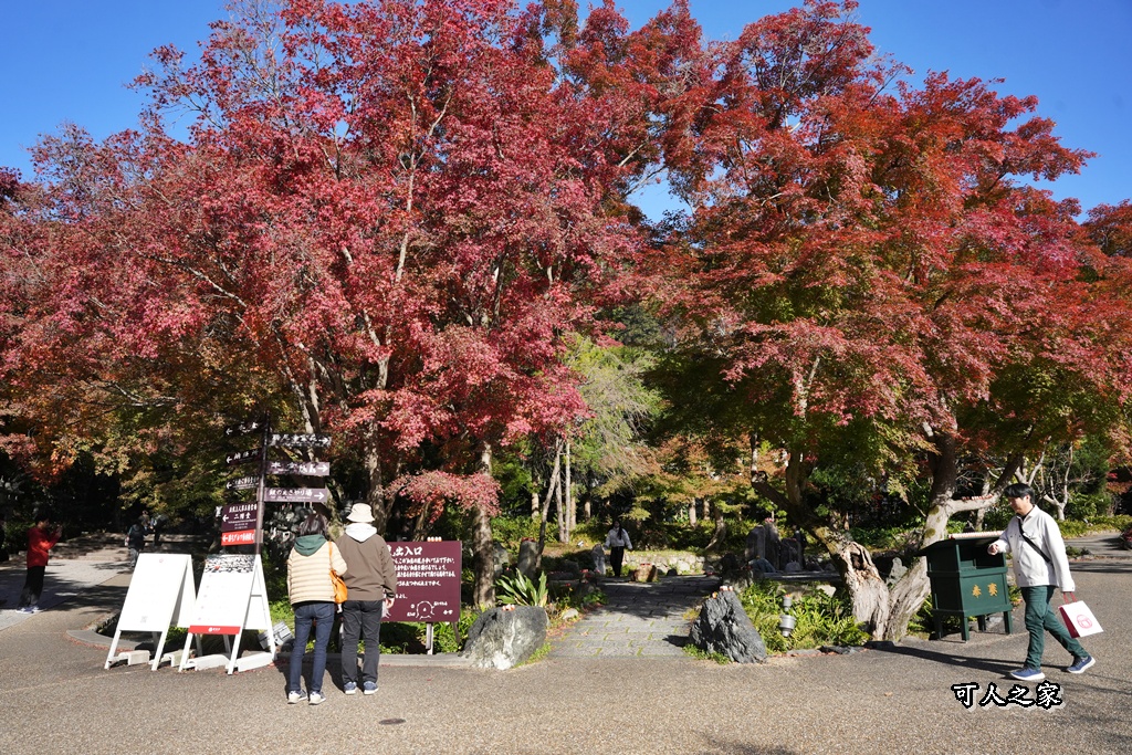 Katsuoji Temple,勝尾寺,勝尾寺怎麼去,勝尾寺門票,大阪交通,大阪自由行,大阪賞楓,季節限定,寺廟巡禮,打卡熱點,拍照景點,旅遊攻略.,日本紅葉,楓葉季,淨化之橋,箕面萱野,絕美楓葉,網美景點,達摩不倒翁,達摩牆,關西賞楓