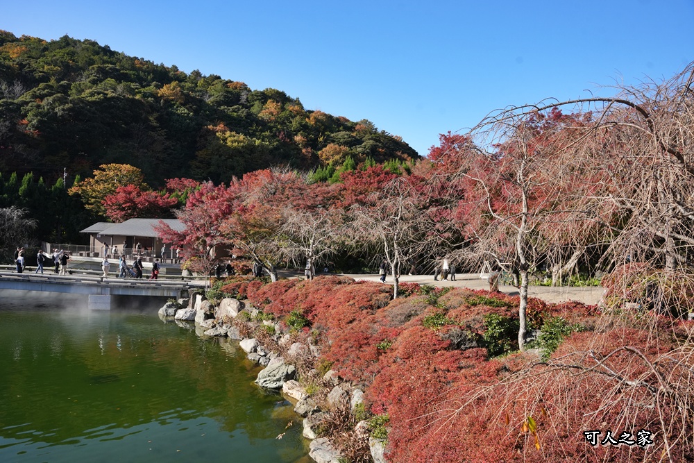 Katsuoji Temple,勝尾寺,勝尾寺怎麼去,勝尾寺門票,大阪交通,大阪自由行,大阪賞楓,季節限定,寺廟巡禮,打卡熱點,拍照景點,旅遊攻略.,日本紅葉,楓葉季,淨化之橋,箕面萱野,絕美楓葉,網美景點,達摩不倒翁,達摩牆,關西賞楓