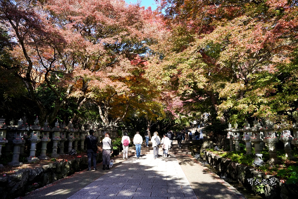 Katsuoji Temple,勝尾寺,勝尾寺怎麼去,勝尾寺門票,大阪交通,大阪自由行,大阪賞楓,季節限定,寺廟巡禮,打卡熱點,拍照景點,旅遊攻略.,日本紅葉,楓葉季,淨化之橋,箕面萱野,絕美楓葉,網美景點,達摩不倒翁,達摩牆,關西賞楓