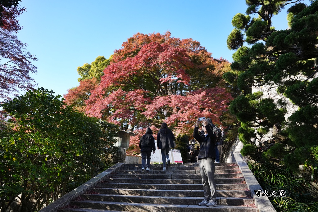 Katsuoji Temple,勝尾寺,勝尾寺怎麼去,勝尾寺門票,大阪交通,大阪自由行,大阪賞楓,季節限定,寺廟巡禮,打卡熱點,拍照景點,旅遊攻略.,日本紅葉,楓葉季,淨化之橋,箕面萱野,絕美楓葉,網美景點,達摩不倒翁,達摩牆,關西賞楓
