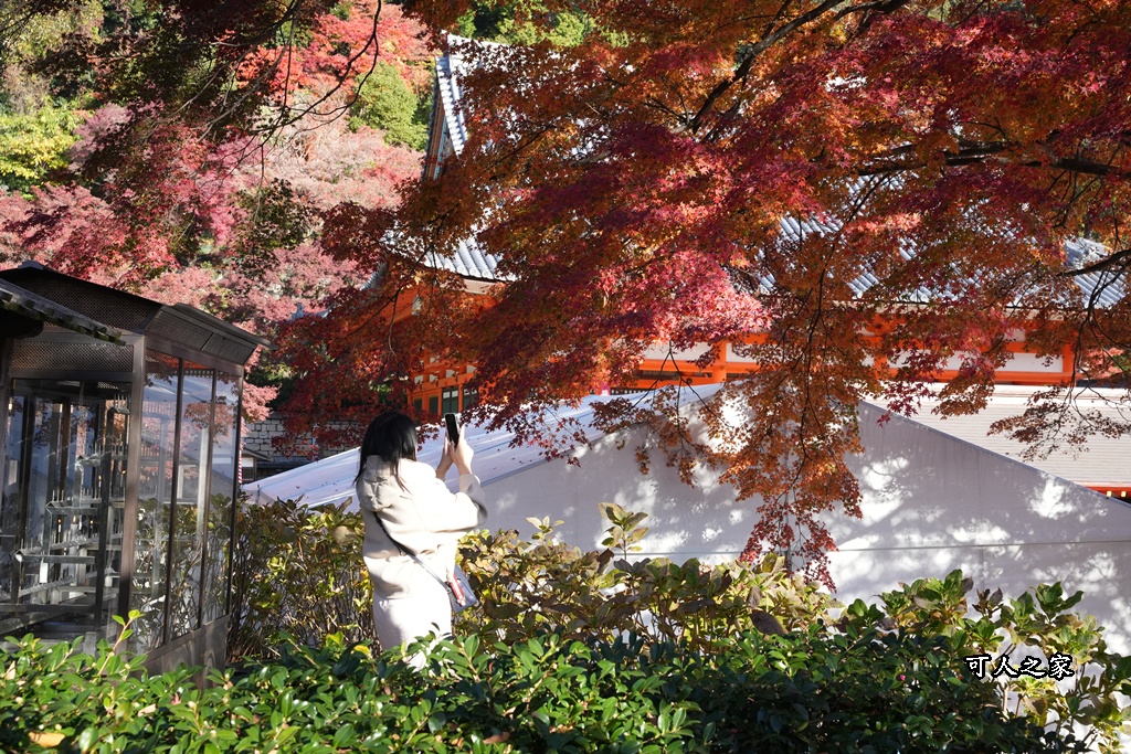 Katsuoji Temple,勝尾寺,勝尾寺怎麼去,勝尾寺門票,大阪交通,大阪自由行,大阪賞楓,季節限定,寺廟巡禮,打卡熱點,拍照景點,旅遊攻略.,日本紅葉,楓葉季,淨化之橋,箕面萱野,絕美楓葉,網美景點,達摩不倒翁,達摩牆,關西賞楓