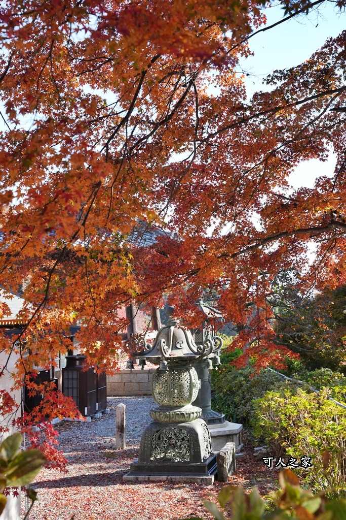 Katsuoji Temple,勝尾寺,勝尾寺怎麼去,勝尾寺門票,大阪交通,大阪自由行,大阪賞楓,季節限定,寺廟巡禮,打卡熱點,拍照景點,旅遊攻略.,日本紅葉,楓葉季,淨化之橋,箕面萱野,絕美楓葉,網美景點,達摩不倒翁,達摩牆,關西賞楓