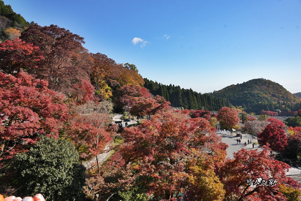 Katsuoji Temple,勝尾寺,勝尾寺怎麼去,勝尾寺門票,大阪交通,大阪自由行,大阪賞楓,季節限定,寺廟巡禮,打卡熱點,拍照景點,旅遊攻略.,日本紅葉,楓葉季,淨化之橋,箕面萱野,絕美楓葉,網美景點,達摩不倒翁,達摩牆,關西賞楓