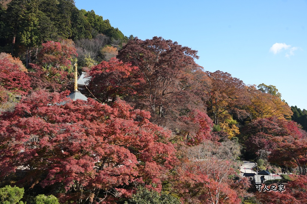 Katsuoji Temple,勝尾寺,勝尾寺怎麼去,勝尾寺門票,大阪交通,大阪自由行,大阪賞楓,季節限定,寺廟巡禮,打卡熱點,拍照景點,旅遊攻略.,日本紅葉,楓葉季,淨化之橋,箕面萱野,絕美楓葉,網美景點,達摩不倒翁,達摩牆,關西賞楓