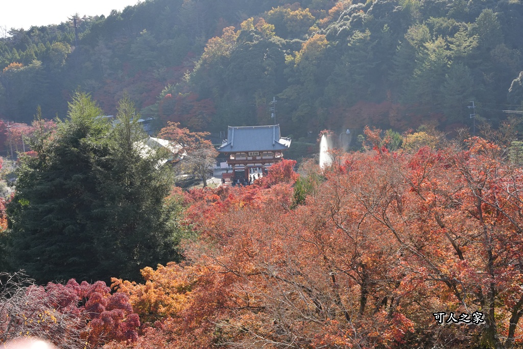 Katsuoji Temple,勝尾寺,勝尾寺怎麼去,勝尾寺門票,大阪交通,大阪自由行,大阪賞楓,季節限定,寺廟巡禮,打卡熱點,拍照景點,旅遊攻略.,日本紅葉,楓葉季,淨化之橋,箕面萱野,絕美楓葉,網美景點,達摩不倒翁,達摩牆,關西賞楓