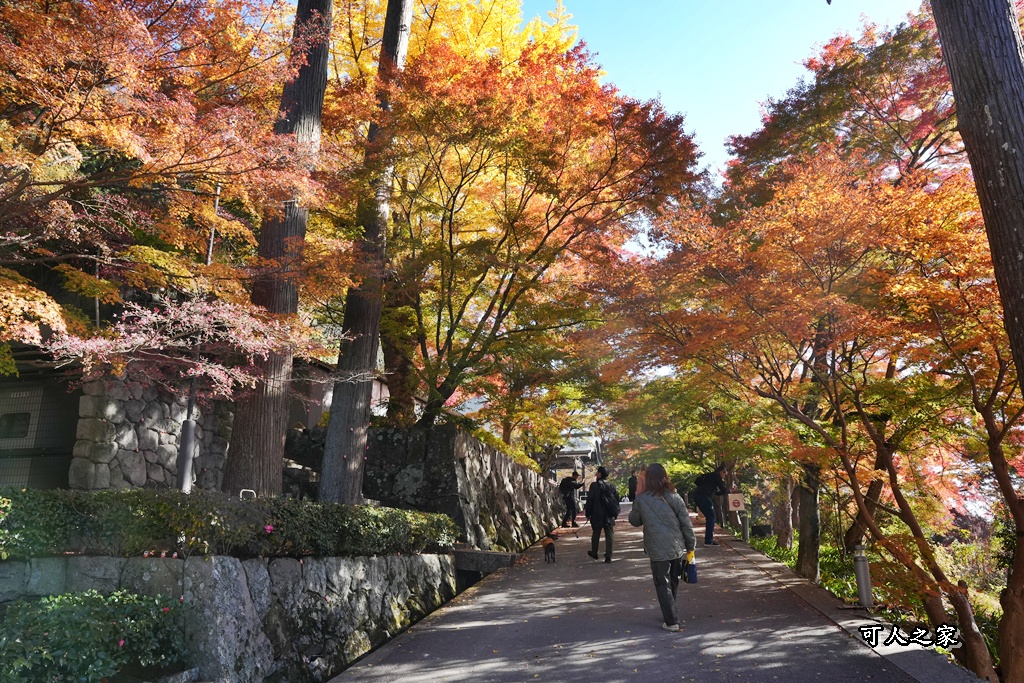 Katsuoji Temple,勝尾寺,勝尾寺怎麼去,勝尾寺門票,大阪交通,大阪自由行,大阪賞楓,季節限定,寺廟巡禮,打卡熱點,拍照景點,旅遊攻略.,日本紅葉,楓葉季,淨化之橋,箕面萱野,絕美楓葉,網美景點,達摩不倒翁,達摩牆,關西賞楓