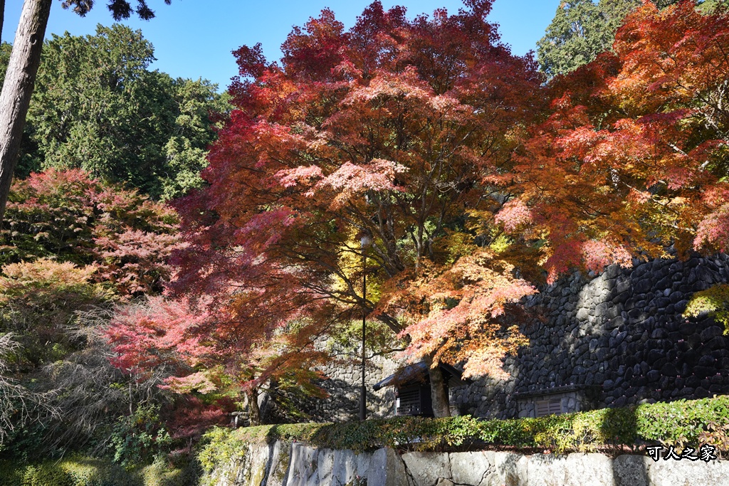 Katsuoji Temple,勝尾寺,勝尾寺怎麼去,勝尾寺門票,大阪交通,大阪自由行,大阪賞楓,季節限定,寺廟巡禮,打卡熱點,拍照景點,旅遊攻略.,日本紅葉,楓葉季,淨化之橋,箕面萱野,絕美楓葉,網美景點,達摩不倒翁,達摩牆,關西賞楓