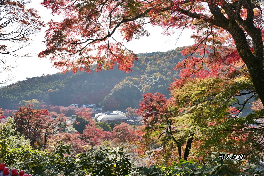 Katsuoji Temple,勝尾寺,勝尾寺怎麼去,勝尾寺門票,大阪交通,大阪自由行,大阪賞楓,季節限定,寺廟巡禮,打卡熱點,拍照景點,旅遊攻略.,日本紅葉,楓葉季,淨化之橋,箕面萱野,絕美楓葉,網美景點,達摩不倒翁,達摩牆,關西賞楓