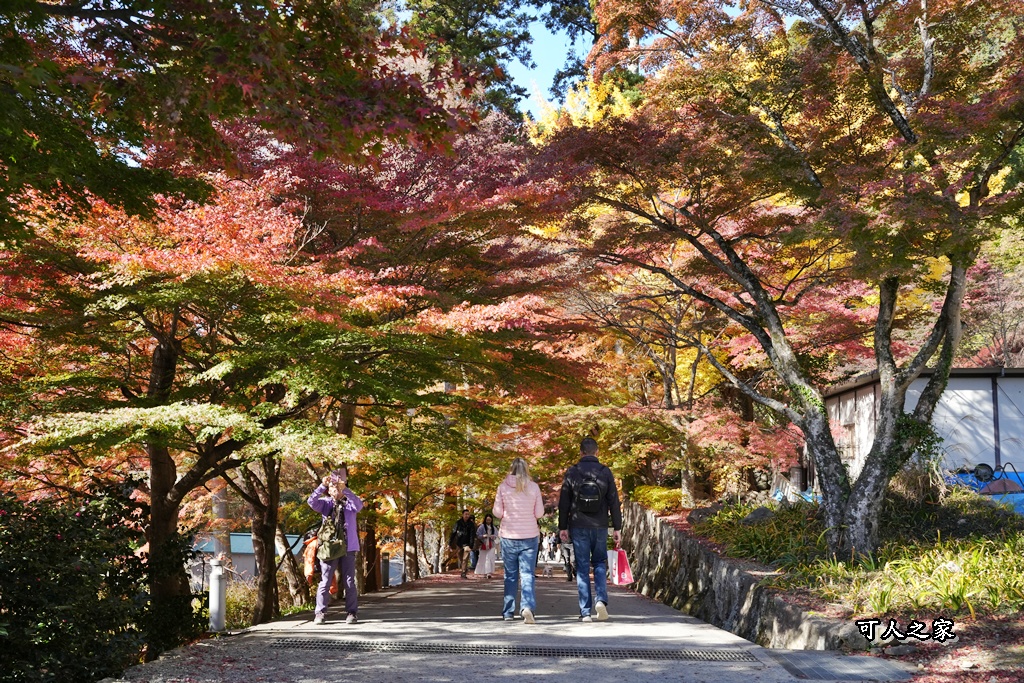 Katsuoji Temple,勝尾寺,勝尾寺怎麼去,勝尾寺門票,大阪交通,大阪自由行,大阪賞楓,季節限定,寺廟巡禮,打卡熱點,拍照景點,旅遊攻略.,日本紅葉,楓葉季,淨化之橋,箕面萱野,絕美楓葉,網美景點,達摩不倒翁,達摩牆,關西賞楓