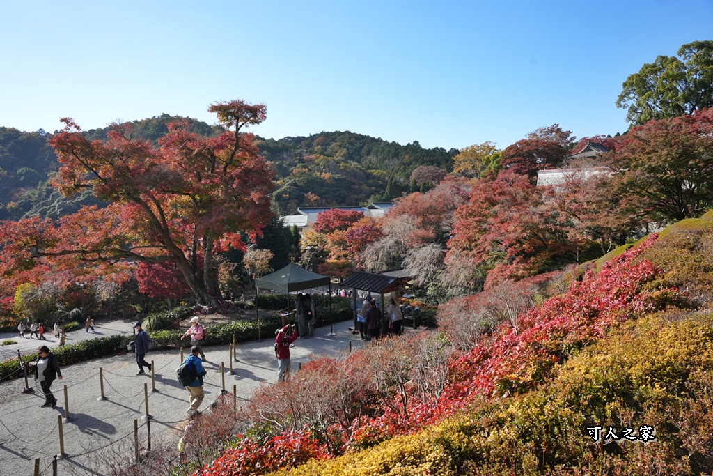 Katsuoji Temple,勝尾寺,勝尾寺怎麼去,勝尾寺門票,大阪交通,大阪自由行,大阪賞楓,季節限定,寺廟巡禮,打卡熱點,拍照景點,旅遊攻略.,日本紅葉,楓葉季,淨化之橋,箕面萱野,絕美楓葉,網美景點,達摩不倒翁,達摩牆,關西賞楓