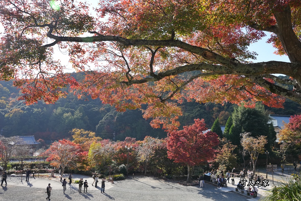 Katsuoji Temple,勝尾寺,勝尾寺怎麼去,勝尾寺門票,大阪交通,大阪自由行,大阪賞楓,季節限定,寺廟巡禮,打卡熱點,拍照景點,旅遊攻略.,日本紅葉,楓葉季,淨化之橋,箕面萱野,絕美楓葉,網美景點,達摩不倒翁,達摩牆,關西賞楓