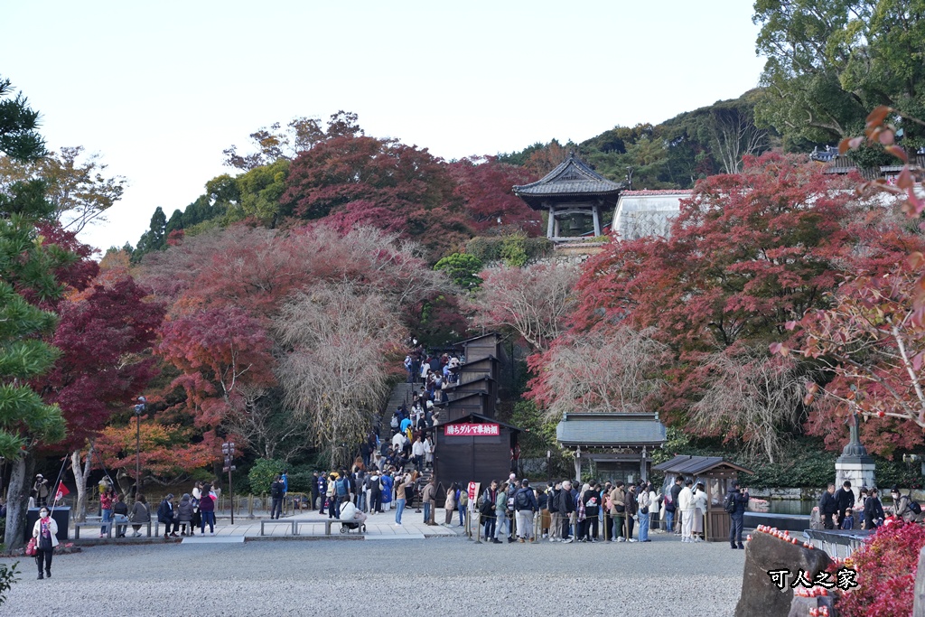 Katsuoji Temple,勝尾寺,勝尾寺怎麼去,勝尾寺門票,大阪交通,大阪自由行,大阪賞楓,季節限定,寺廟巡禮,打卡熱點,拍照景點,旅遊攻略.,日本紅葉,楓葉季,淨化之橋,箕面萱野,絕美楓葉,網美景點,達摩不倒翁,達摩牆,關西賞楓
