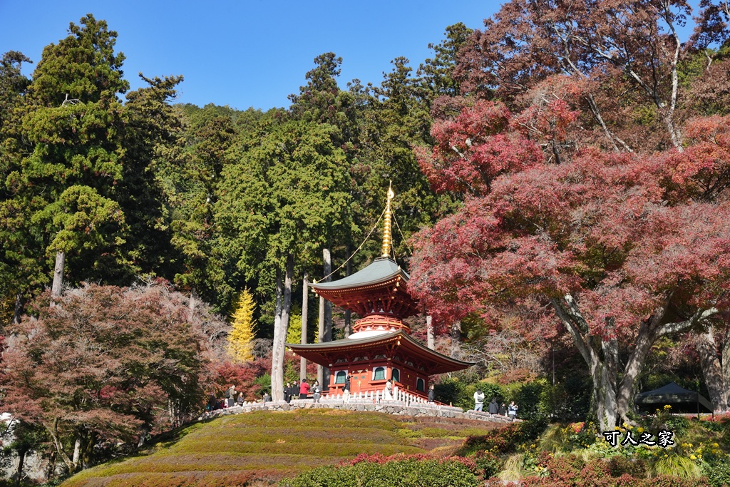 Katsuoji Temple,勝尾寺,勝尾寺怎麼去,勝尾寺門票,大阪交通,大阪自由行,大阪賞楓,季節限定,寺廟巡禮,打卡熱點,拍照景點,旅遊攻略.,日本紅葉,楓葉季,淨化之橋,箕面萱野,絕美楓葉,網美景點,達摩不倒翁,達摩牆,關西賞楓