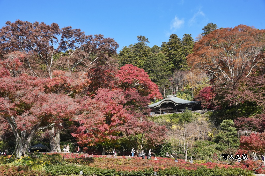 Katsuoji Temple,勝尾寺,勝尾寺怎麼去,勝尾寺門票,大阪交通,大阪自由行,大阪賞楓,季節限定,寺廟巡禮,打卡熱點,拍照景點,旅遊攻略.,日本紅葉,楓葉季,淨化之橋,箕面萱野,絕美楓葉,網美景點,達摩不倒翁,達摩牆,關西賞楓