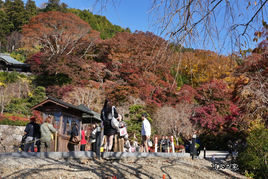 Katsuoji Temple,勝尾寺,勝尾寺怎麼去,勝尾寺門票,大阪交通,大阪自由行,大阪賞楓,季節限定,寺廟巡禮,打卡熱點,拍照景點,旅遊攻略.,日本紅葉,楓葉季,淨化之橋,箕面萱野,絕美楓葉,網美景點,達摩不倒翁,達摩牆,關西賞楓