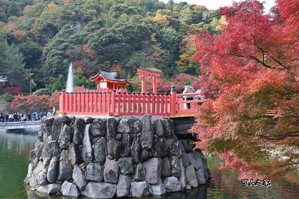 Katsuoji Temple,勝尾寺,勝尾寺怎麼去,勝尾寺門票,大阪交通,大阪自由行,大阪賞楓,季節限定,寺廟巡禮,打卡熱點,拍照景點,旅遊攻略.,日本紅葉,楓葉季,淨化之橋,箕面萱野,絕美楓葉,網美景點,達摩不倒翁,達摩牆,關西賞楓