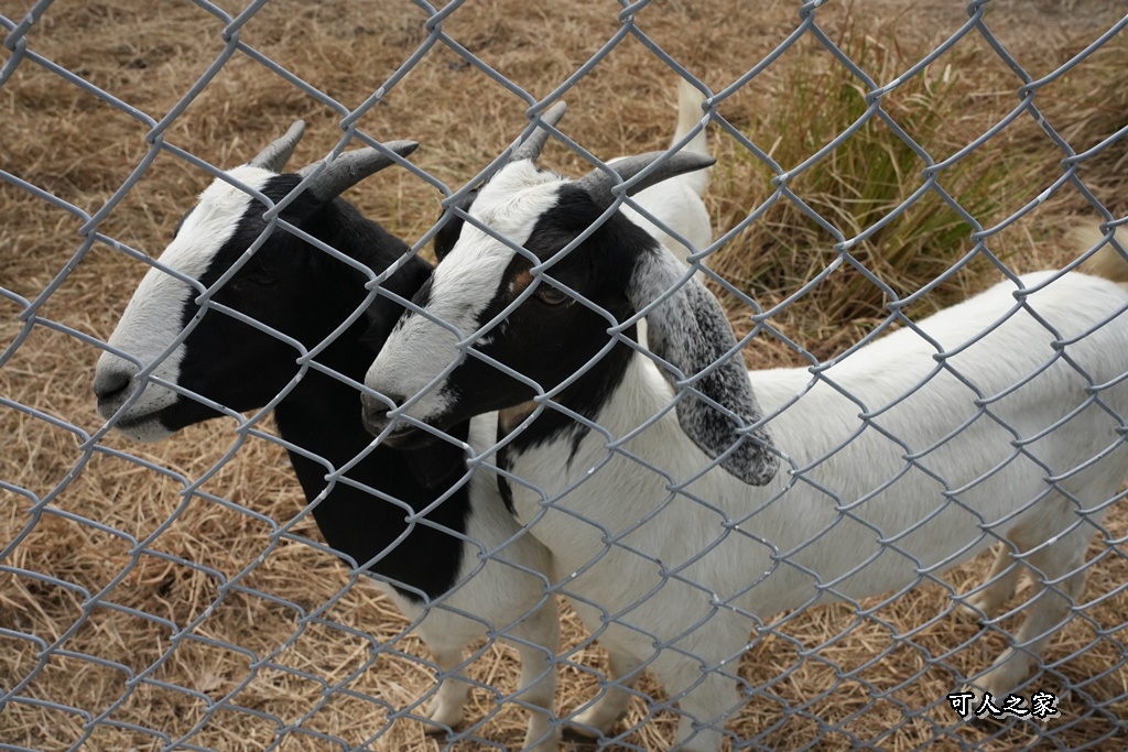 免費入園,動物餵食,地瓜甜點,虎尾一日遊,虎尾景點,虎珍堂森之院,雲林親子