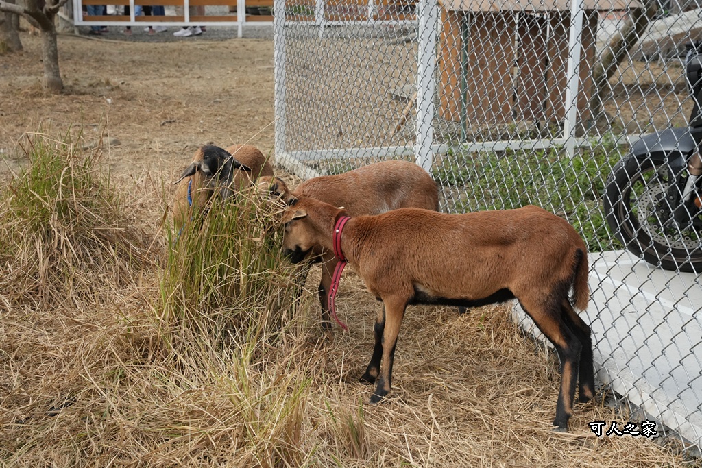免費入園,動物餵食,地瓜甜點,虎尾一日遊,虎尾景點,虎珍堂森之院,雲林親子
