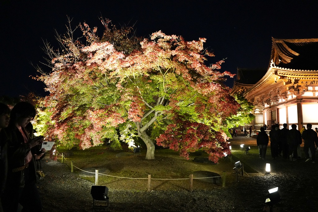 2025京都楓葉,五重塔倒影,京都賞楓,夜間點燈,東寺夜楓,東寺門票,賞楓攻略