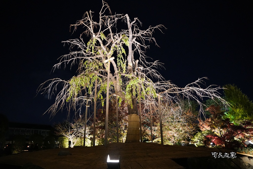 2025京都楓葉,五重塔倒影,京都賞楓,夜間點燈,東寺夜楓,東寺門票,賞楓攻略