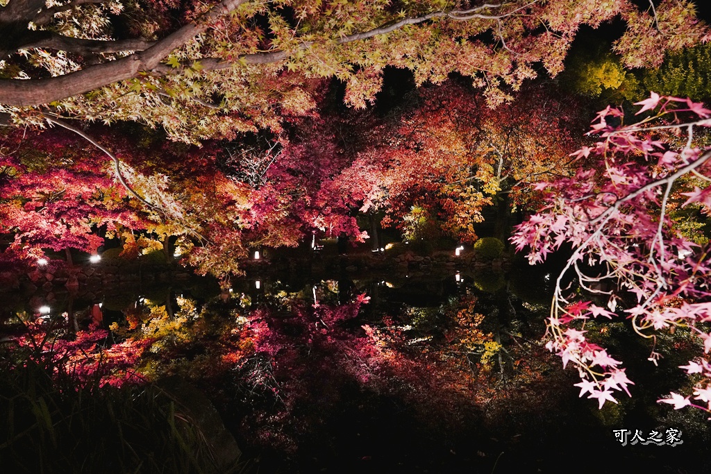 2025京都楓葉,五重塔倒影,京都賞楓,夜間點燈,東寺夜楓,東寺門票,賞楓攻略