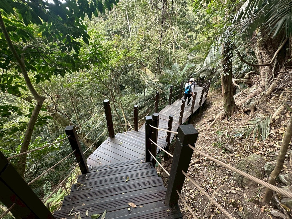 (雪山坑登山步道,O型步道,O型環狀步道,健行,台中和平區,台中景點,台中秘境,和平區景點,山蘇森林,巨人之手,打卡景點,森林秘境,生態步道,石虎吊橋,網美景點,親子同遊,親子步道,輕鬆步道
