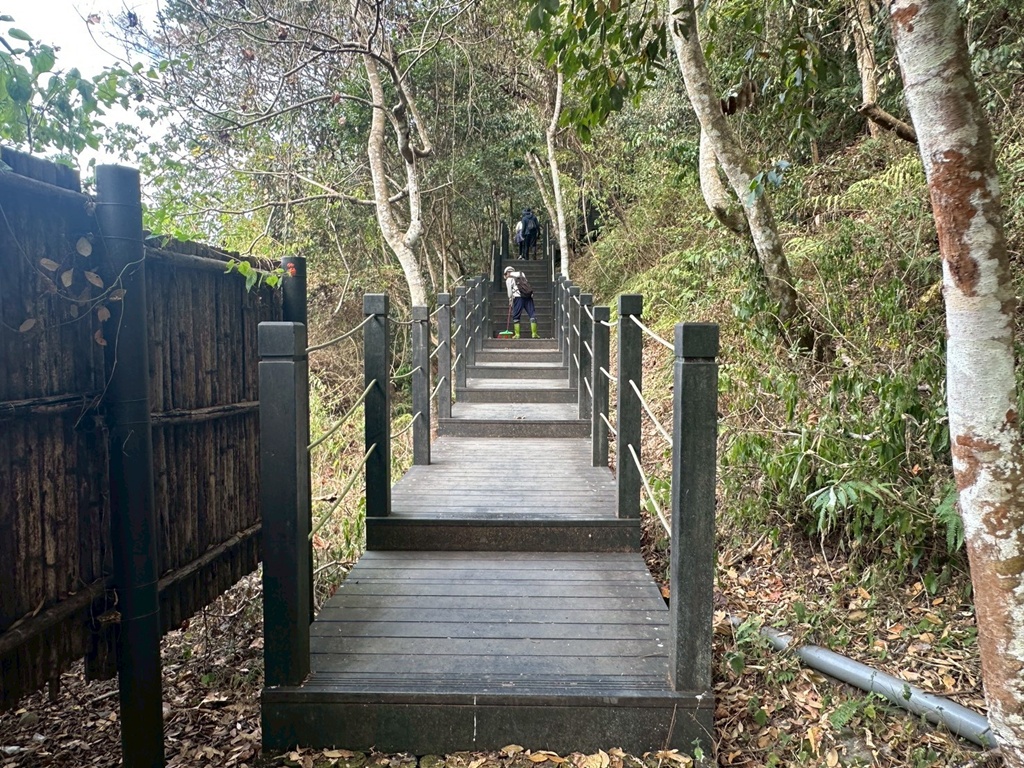 (雪山坑登山步道,O型步道,O型環狀步道,健行,台中和平區,台中景點,台中秘境,和平區景點,山蘇森林,巨人之手,打卡景點,森林秘境,生態步道,石虎吊橋,網美景點,親子同遊,親子步道,輕鬆步道