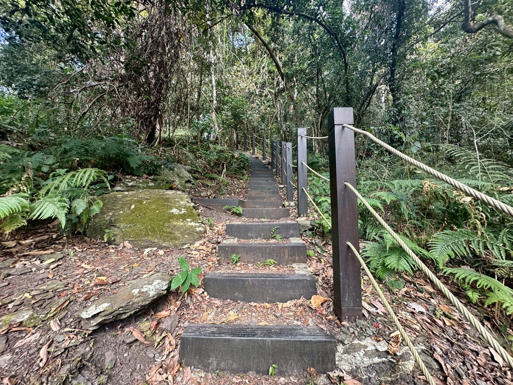 (雪山坑登山步道,O型步道,O型環狀步道,健行,台中和平區,台中景點,台中秘境,和平區景點,山蘇森林,巨人之手,打卡景點,森林秘境,生態步道,石虎吊橋,網美景點,親子同遊,親子步道,輕鬆步道 (雪山坑登山步道,O型步道,O型環狀步道,健行,台中和平區,台中景點,台中秘境,和平區景點,山蘇森林,巨人之手,打卡景點,森林秘境,生態步道,石虎吊橋,網美景點,親子同遊,親子步道,輕鬆步道