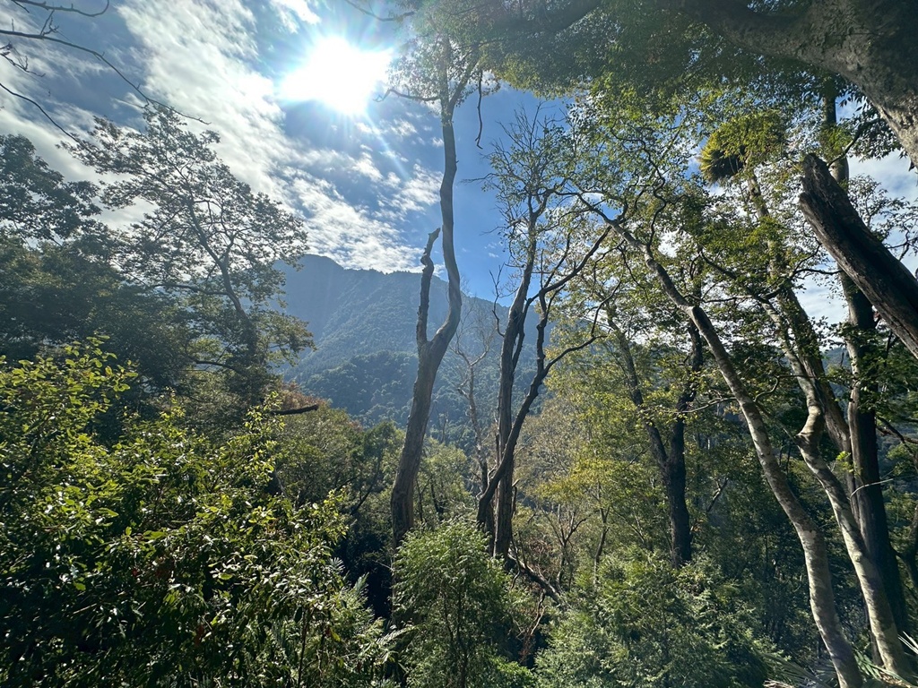(雪山坑登山步道,O型步道,O型環狀步道,健行,台中和平區,台中景點,台中秘境,和平區景點,山蘇森林,巨人之手,打卡景點,森林秘境,生態步道,石虎吊橋,網美景點,親子同遊,親子步道,輕鬆步道