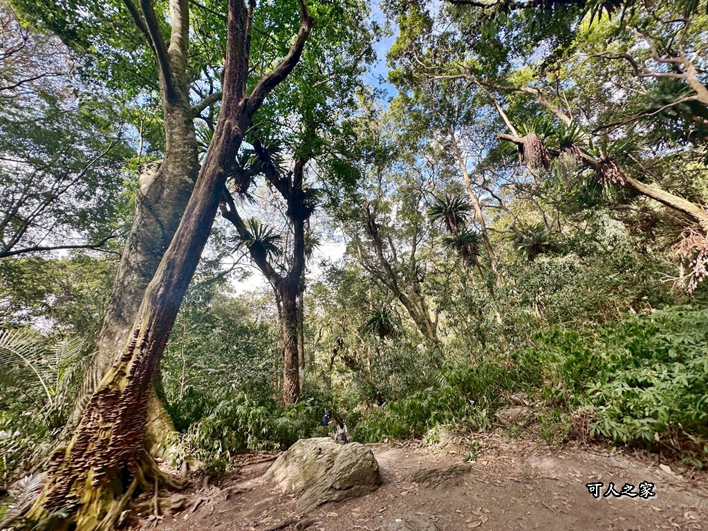 (雪山坑登山步道,O型步道,O型環狀步道,健行,台中和平區,台中景點,台中秘境,和平區景點,山蘇森林,巨人之手,打卡景點,森林秘境,生態步道,石虎吊橋,網美景點,親子同遊,親子步道,輕鬆步道