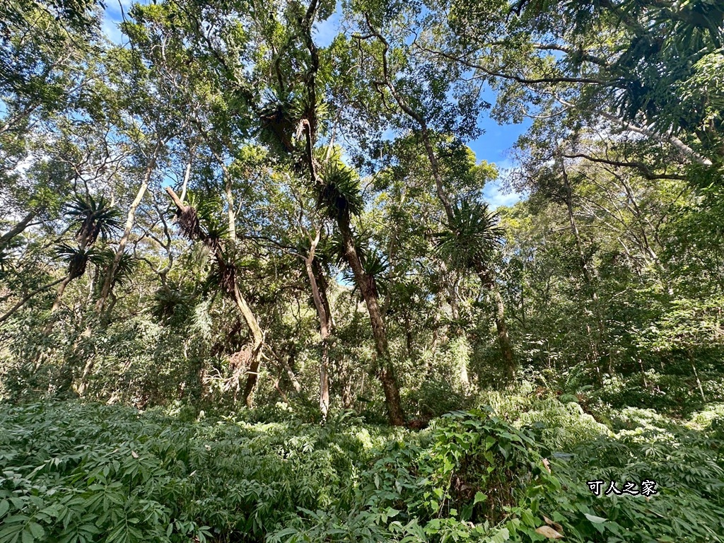 (雪山坑登山步道,O型步道,O型環狀步道,健行,台中和平區,台中景點,台中秘境,和平區景點,山蘇森林,巨人之手,打卡景點,森林秘境,生態步道,石虎吊橋,網美景點,親子同遊,親子步道,輕鬆步道 (雪山坑登山步道,O型步道,O型環狀步道,健行,台中和平區,台中景點,台中秘境,和平區景點,山蘇森林,巨人之手,打卡景點,森林秘境,生態步道,石虎吊橋,網美景點,親子同遊,親子步道,輕鬆步道