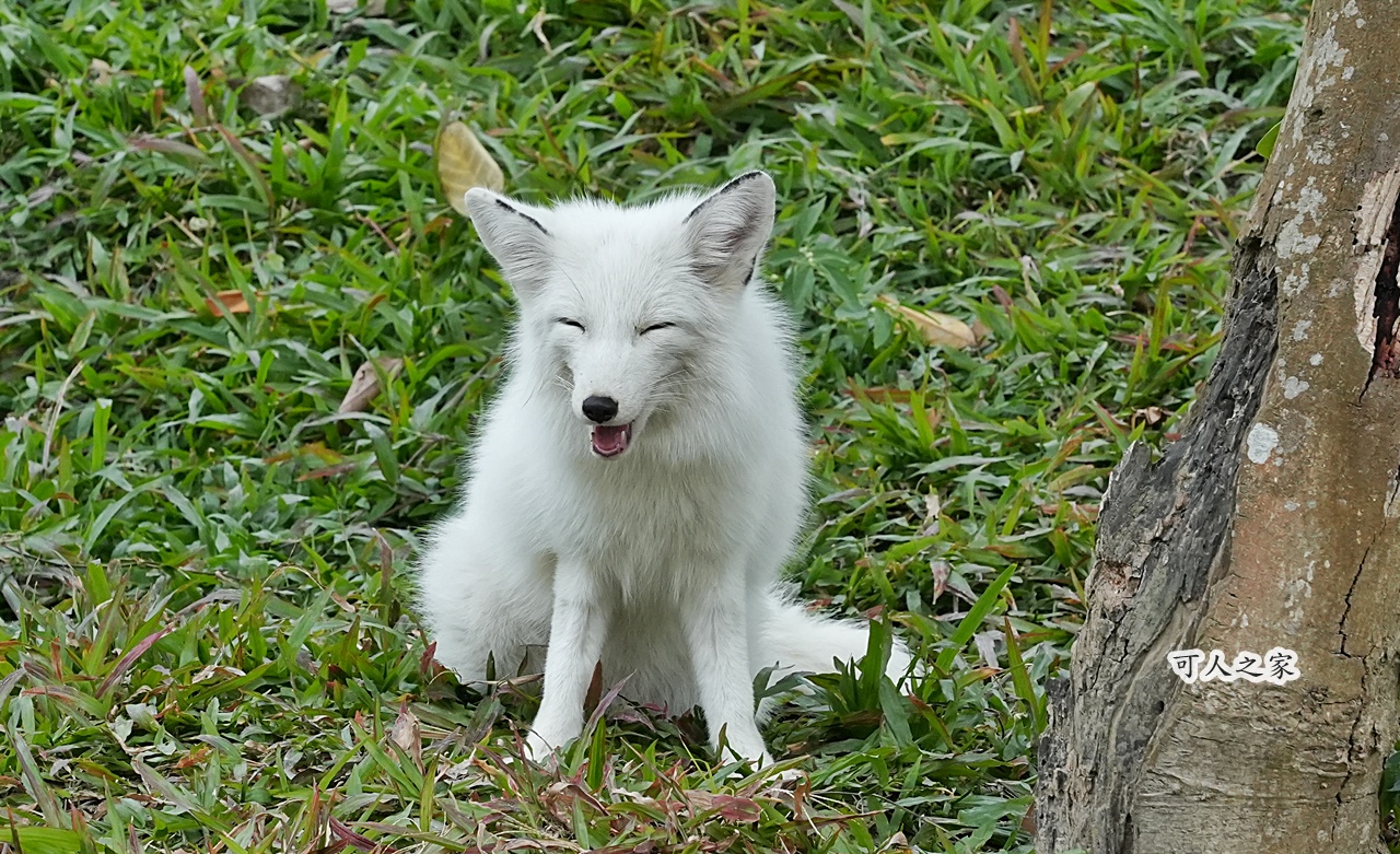 二趾樹懶,互動動物園,內門觀光,動物體驗,土撥鼠,小食蟻獸,栗翅鷹體驗,水豚餵食,狐獴,瓦萊黑鼻羊,親子活動,親近動物,野森動物學校,野森動物學校交通,野森動物學校心得,野森動物學校評價,野森動物學校門票,野森動物學校預約,預約制動物園,高雄假日去哪玩,高雄內門景點,高雄動物園,高雄必去景點,高雄戶外景點,高雄新景點,高雄旅遊,高雄狐狸互動,高雄萌寵園區,高雄親子景點,高雄野森動物學校