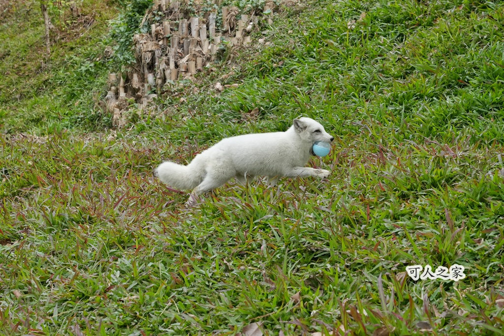 二趾樹懶,互動動物園,內門觀光,動物體驗,土撥鼠,小食蟻獸,栗翅鷹體驗,水豚餵食,狐獴,瓦萊黑鼻羊,親子活動,親近動物,野森動物學校,野森動物學校交通,野森動物學校心得,野森動物學校評價,野森動物學校門票,野森動物學校預約,預約制動物園,高雄假日去哪玩,高雄內門景點,高雄動物園,高雄必去景點,高雄戶外景點,高雄新景點,高雄旅遊,高雄狐狸互動,高雄萌寵園區,高雄親子景點,高雄野森動物學校 二趾樹懶,互動動物園,內門觀光,動物體驗,土撥鼠,小食蟻獸,栗翅鷹體驗,水豚餵食,狐獴,瓦萊黑鼻羊,親子活動,親近動物,野森動物學校,野森動物學校交通,野森動物學校心得,野森動物學校評價,野森動物學校門票,野森動物學校預約,預約制動物園,高雄假日去哪玩,高雄內門景點,高雄動物園,高雄必去景點,高雄戶外景點,高雄新景點,高雄旅遊,高雄狐狸互動,高雄萌寵園區,高雄親子景點,高雄野森動物學校