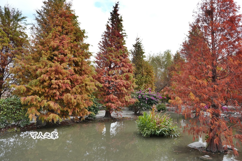 免費拍照點,免費落羽松,台中免費景點,台中拍照景點,台中散步景點,台中約會景點,台中落羽松,台灣落羽松,后里一日遊,后里落羽松,季節限定,安眉路停車,小而美景點,尾社福德祠,尾社福德祠彩虹橋落羽松,尾社路381巷,彩虹橋,戶外活動台中,攝影景點,楓葉季台中,水景落羽松,秋季限定,網美景點,落羽松倒影,落羽松季節,落羽松怎麼去,落羽松林,落羽松步道,落羽松秘境,落羽松花況,親子景點台中,靜謐景點 免費拍照點,免費落羽松,台中免費景點,台中拍照景點,台中散步景點,台中約會景點,台中落羽松,台灣落羽松,后里一日遊,后里落羽松,季節限定,安眉路停車,小而美景點,尾社福德祠,尾社福德祠彩虹橋落羽松,尾社路381巷,彩虹橋,戶外活動台中,攝影景點,楓葉季台中,水景落羽松,秋季限定,網美景點,落羽松倒影,落羽松季節,落羽松怎麼去,落羽松林,落羽松步道,落羽松秘境,落羽松花況,親子景點台中,靜謐景點