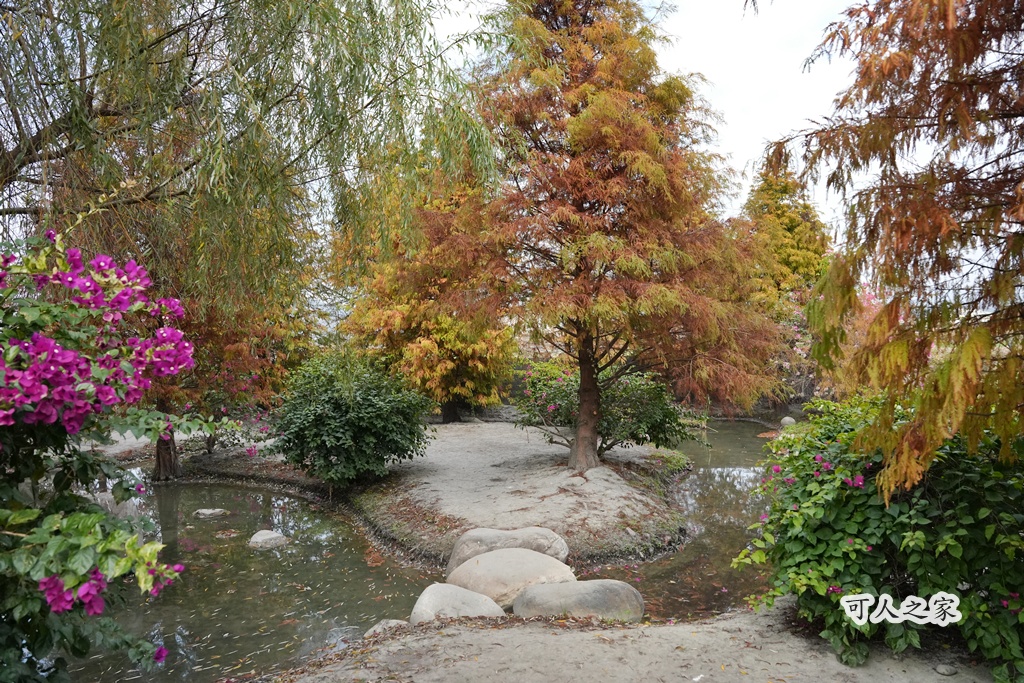 免費拍照點,免費落羽松,台中免費景點,台中拍照景點,台中散步景點,台中約會景點,台中落羽松,台灣落羽松,后里一日遊,后里落羽松,季節限定,安眉路停車,小而美景點,尾社福德祠,尾社福德祠彩虹橋落羽松,尾社路381巷,彩虹橋,戶外活動台中,攝影景點,楓葉季台中,水景落羽松,秋季限定,網美景點,落羽松倒影,落羽松季節,落羽松怎麼去,落羽松林,落羽松步道,落羽松秘境,落羽松花況,親子景點台中,靜謐景點