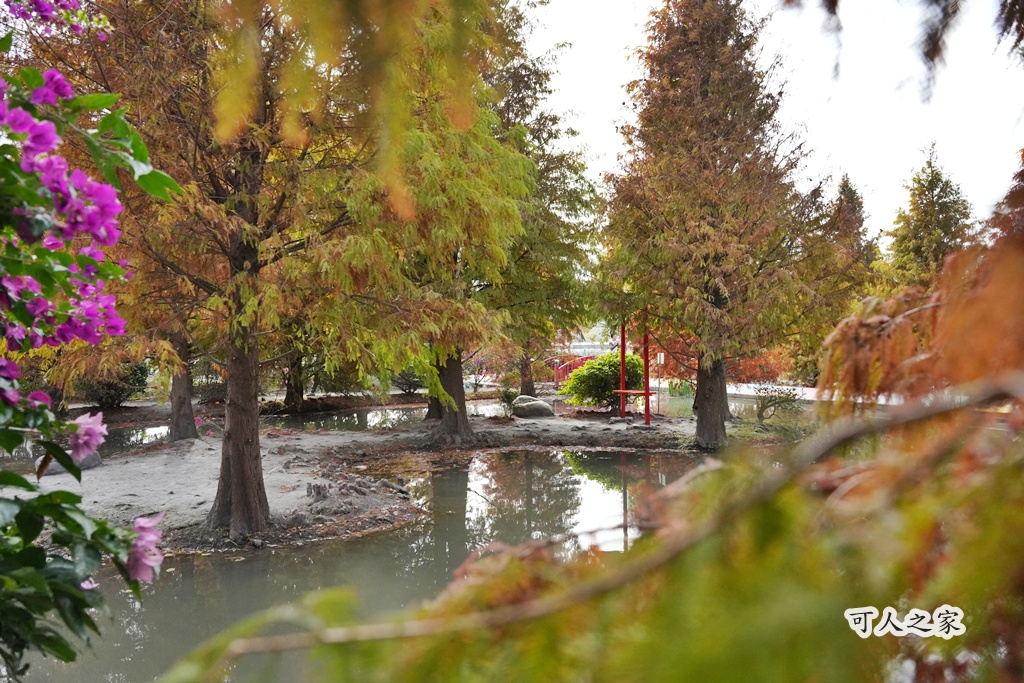 免費拍照點,免費落羽松,台中免費景點,台中拍照景點,台中散步景點,台中約會景點,台中落羽松,台灣落羽松,后里一日遊,后里落羽松,季節限定,安眉路停車,小而美景點,尾社福德祠,尾社福德祠彩虹橋落羽松,尾社路381巷,彩虹橋,戶外活動台中,攝影景點,楓葉季台中,水景落羽松,秋季限定,網美景點,落羽松倒影,落羽松季節,落羽松怎麼去,落羽松林,落羽松步道,落羽松秘境,落羽松花況,親子景點台中,靜謐景點