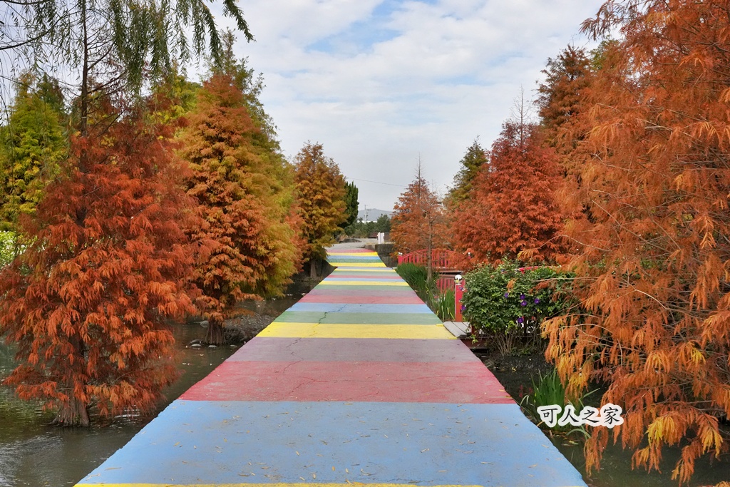 免費拍照點,免費落羽松,台中免費景點,台中拍照景點,台中散步景點,台中約會景點,台中落羽松,台灣落羽松,后里一日遊,后里落羽松,季節限定,安眉路停車,小而美景點,尾社福德祠,尾社福德祠彩虹橋落羽松,尾社路381巷,彩虹橋,戶外活動台中,攝影景點,楓葉季台中,水景落羽松,秋季限定,網美景點,落羽松倒影,落羽松季節,落羽松怎麼去,落羽松林,落羽松步道,落羽松秘境,落羽松花況,親子景點台中,靜謐景點