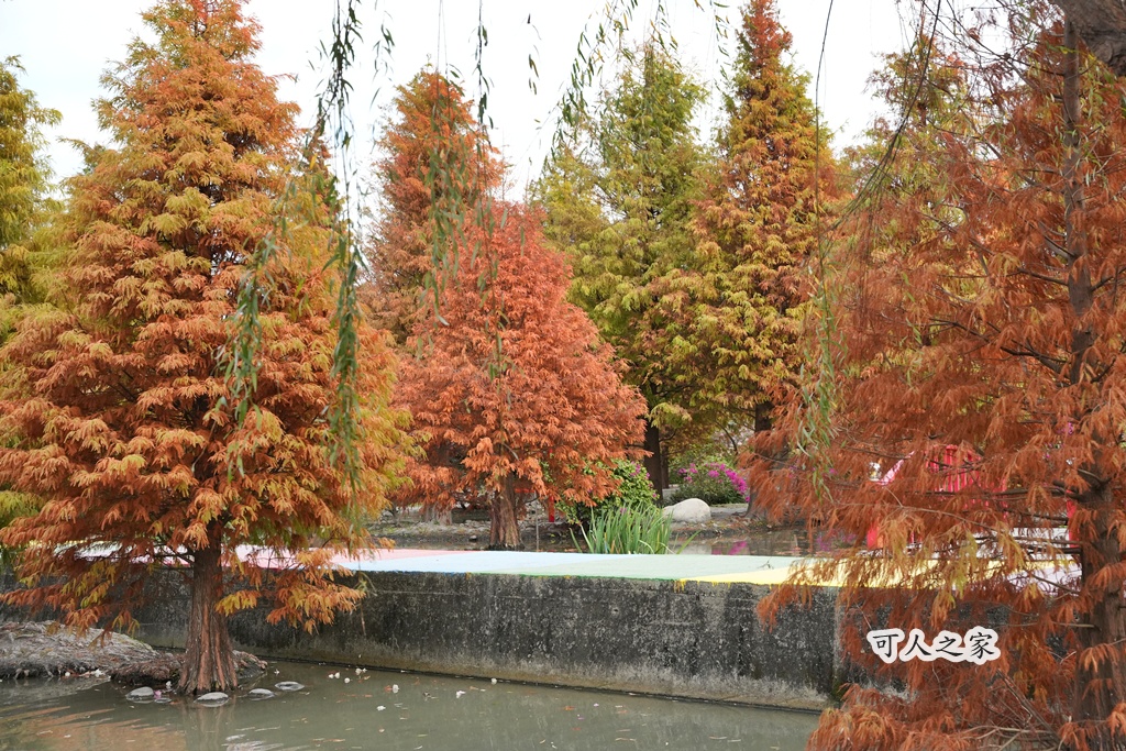 免費拍照點,免費落羽松,台中免費景點,台中拍照景點,台中散步景點,台中約會景點,台中落羽松,台灣落羽松,后里一日遊,后里落羽松,季節限定,安眉路停車,小而美景點,尾社福德祠,尾社福德祠彩虹橋落羽松,尾社路381巷,彩虹橋,戶外活動台中,攝影景點,楓葉季台中,水景落羽松,秋季限定,網美景點,落羽松倒影,落羽松季節,落羽松怎麼去,落羽松林,落羽松步道,落羽松秘境,落羽松花況,親子景點台中,靜謐景點 免費拍照點,免費落羽松,台中免費景點,台中拍照景點,台中散步景點,台中約會景點,台中落羽松,台灣落羽松,后里一日遊,后里落羽松,季節限定,安眉路停車,小而美景點,尾社福德祠,尾社福德祠彩虹橋落羽松,尾社路381巷,彩虹橋,戶外活動台中,攝影景點,楓葉季台中,水景落羽松,秋季限定,網美景點,落羽松倒影,落羽松季節,落羽松怎麼去,落羽松林,落羽松步道,落羽松秘境,落羽松花況,親子景點台中,靜謐景點