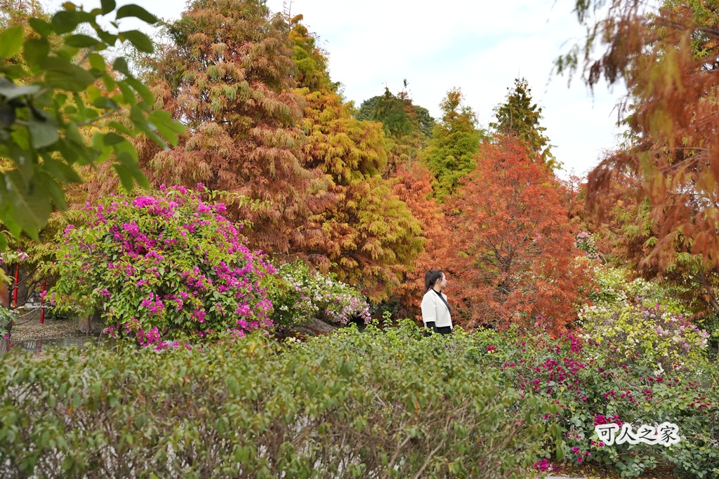 免費拍照點,免費落羽松,台中免費景點,台中拍照景點,台中散步景點,台中約會景點,台中落羽松,台灣落羽松,后里一日遊,后里落羽松,季節限定,安眉路停車,小而美景點,尾社福德祠,尾社福德祠彩虹橋落羽松,尾社路381巷,彩虹橋,戶外活動台中,攝影景點,楓葉季台中,水景落羽松,秋季限定,網美景點,落羽松倒影,落羽松季節,落羽松怎麼去,落羽松林,落羽松步道,落羽松秘境,落羽松花況,親子景點台中,靜謐景點