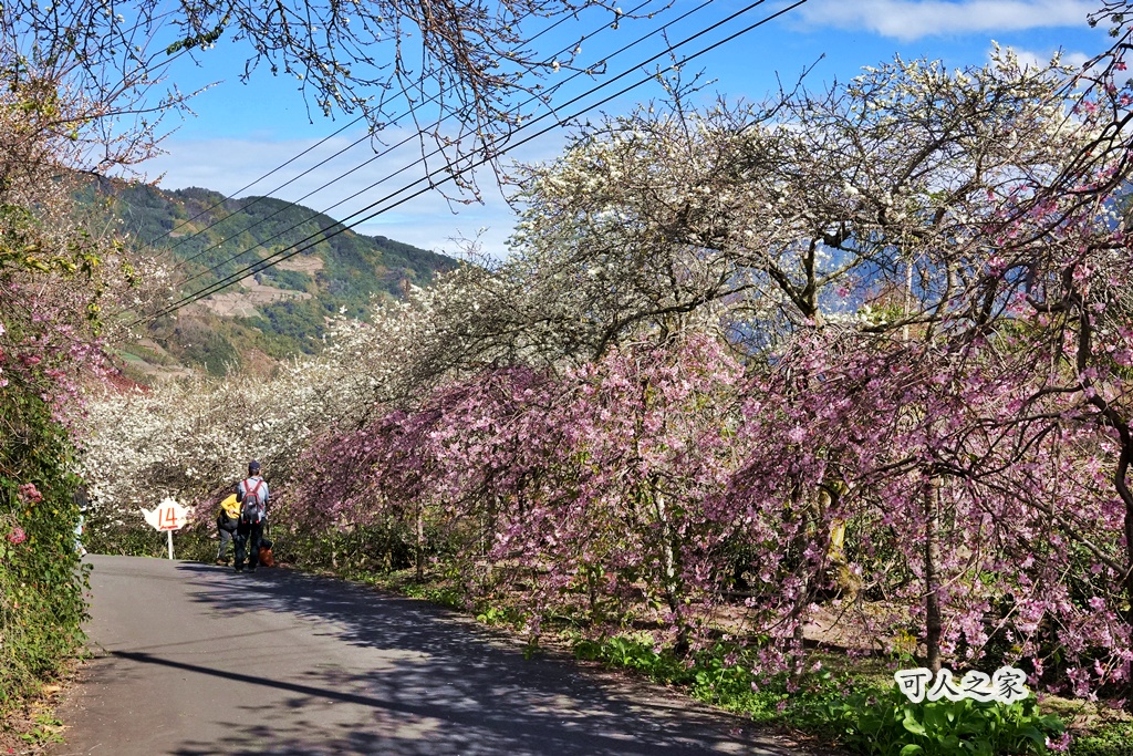 2021草坪頭櫻花季