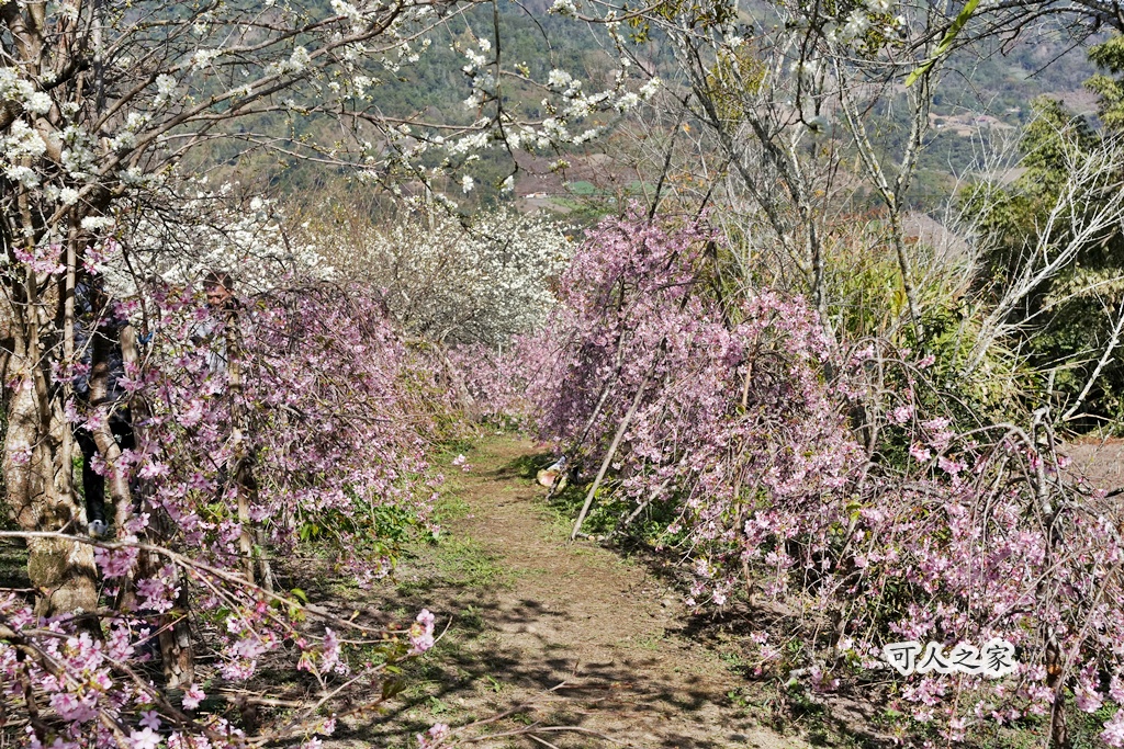 2021草坪頭櫻花季