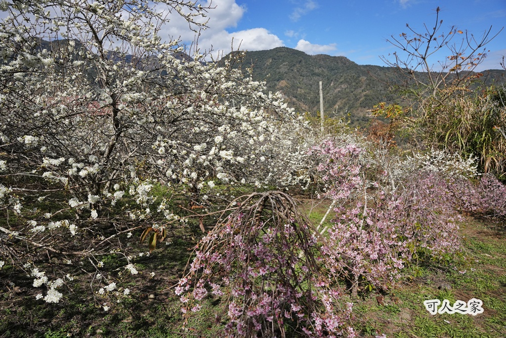 2021草坪頭櫻花季