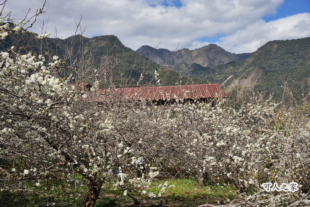 2021草坪頭櫻花季