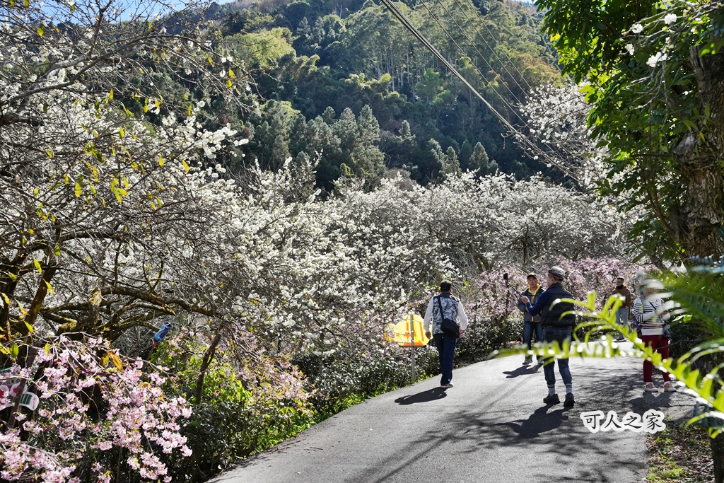 2021草坪頭櫻花季