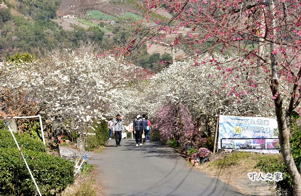 2023草坪頭櫻花季,2024草坪頭櫻花季,季節性花景 @可人之家
