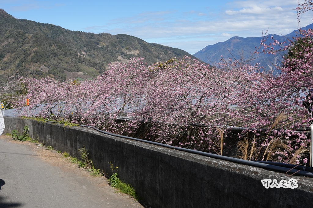 2021草坪頭櫻花季