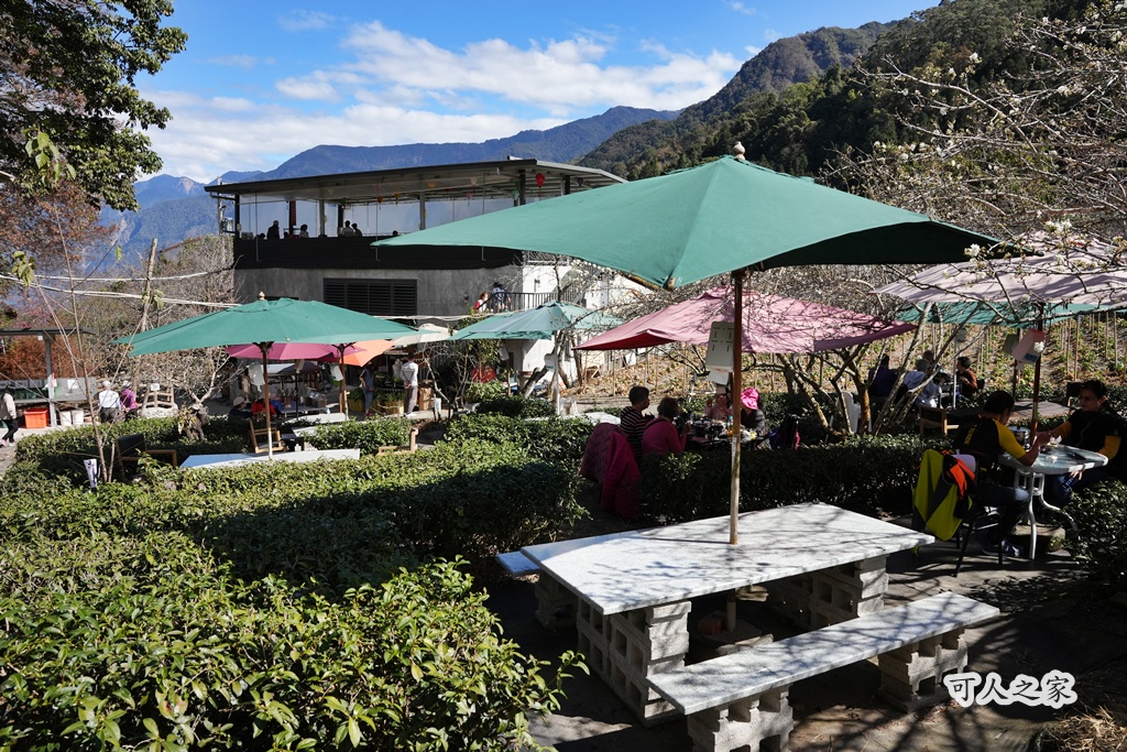 2021草坪頭櫻花季