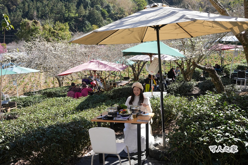 2021草坪頭櫻花季